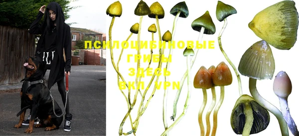PSILOCYBIN Касимов